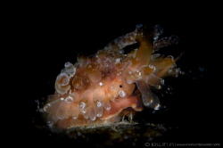 H A I R Y - C O W R I E
Cowrie (ID pls)
Anilao, Philipp... by Irwin Ang 